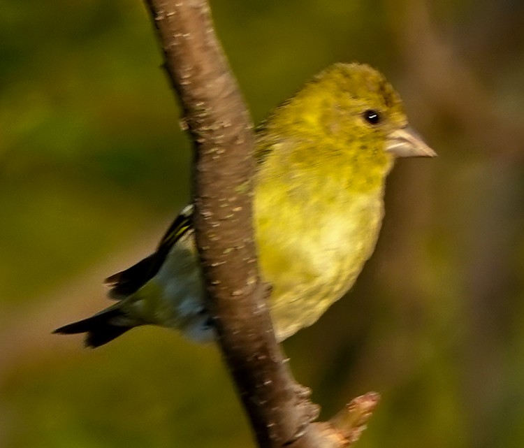 Hooded Siskin - ML642979307