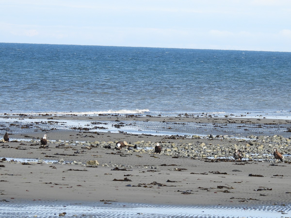 Bald Eagle - ML642979308