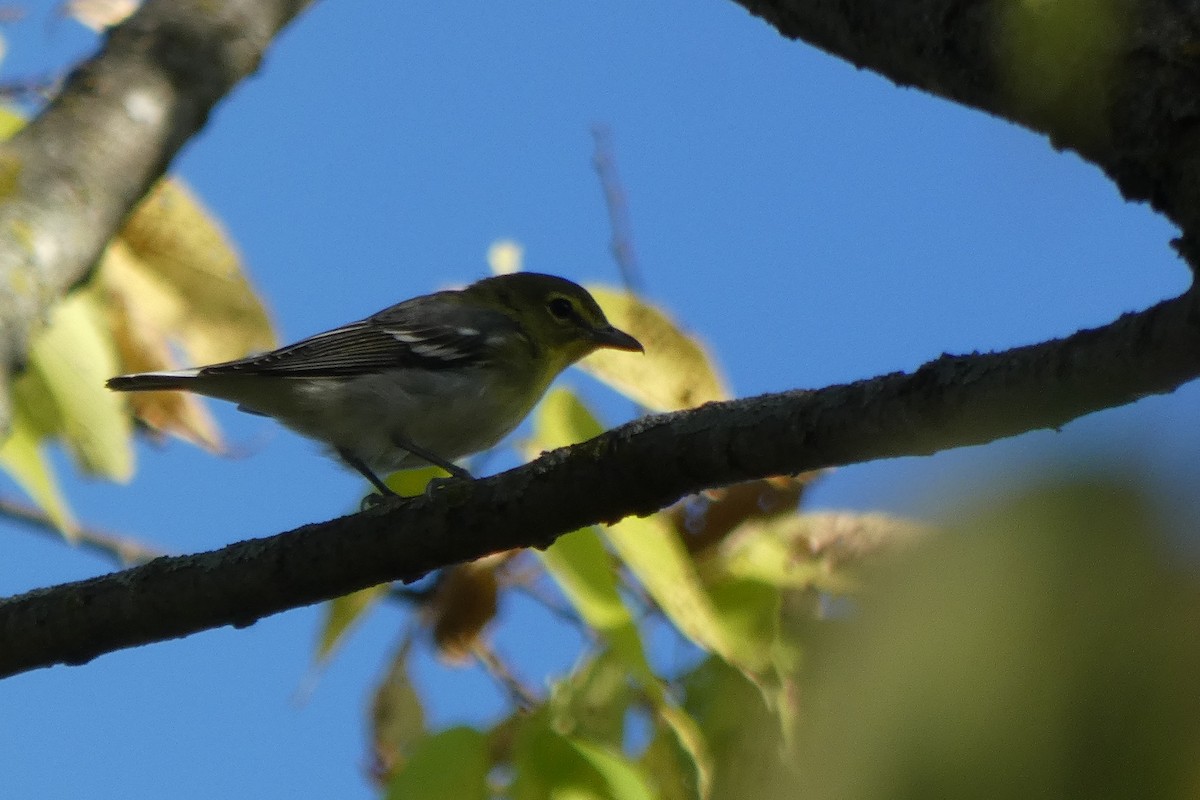 Yellow-throated Vireo - ML642979317