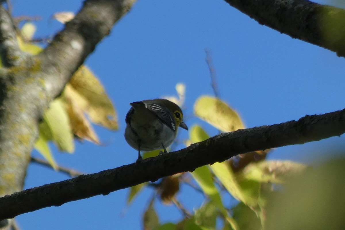 Yellow-throated Vireo - ML642979318