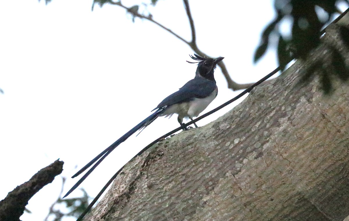 Black-throated Magpie-Jay - ML642979322