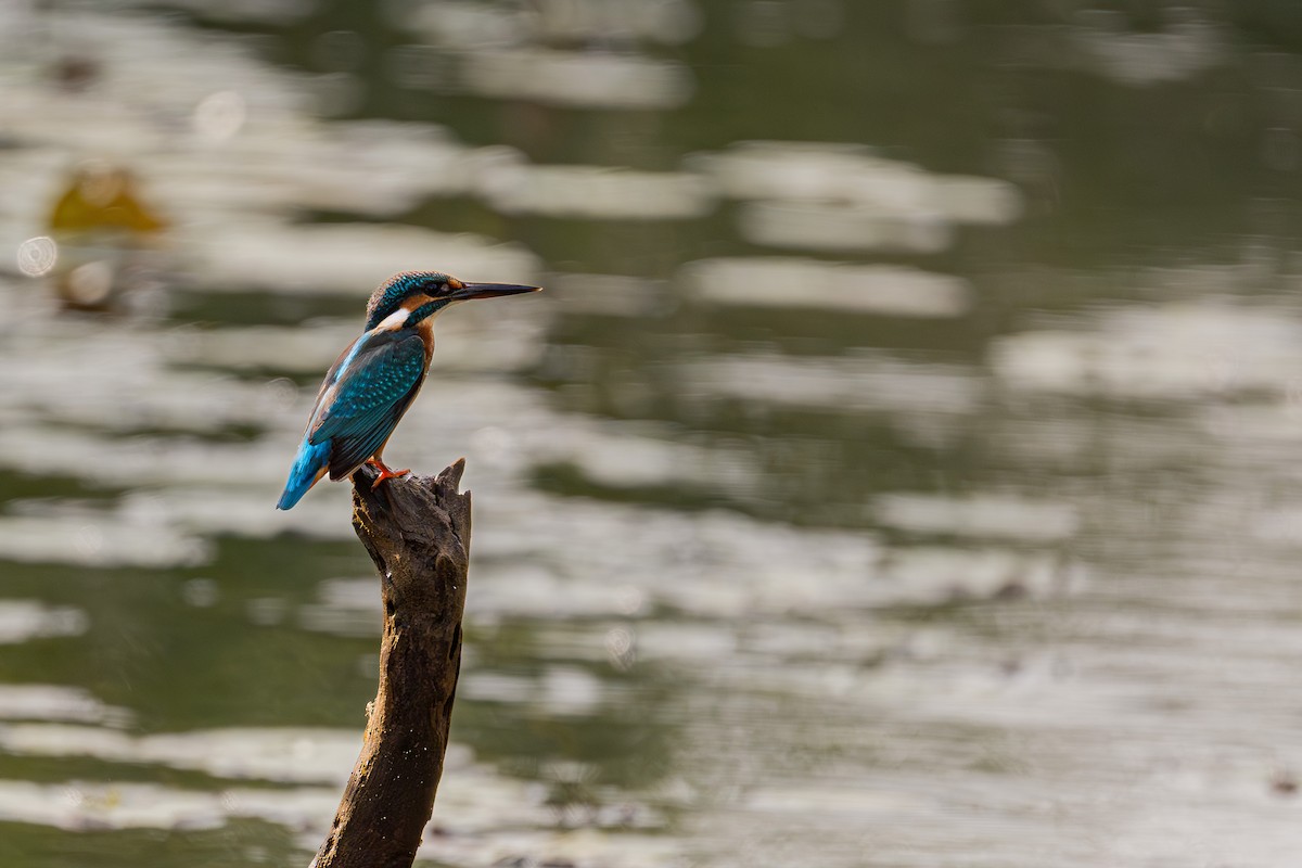 Common Kingfisher - ML642979323