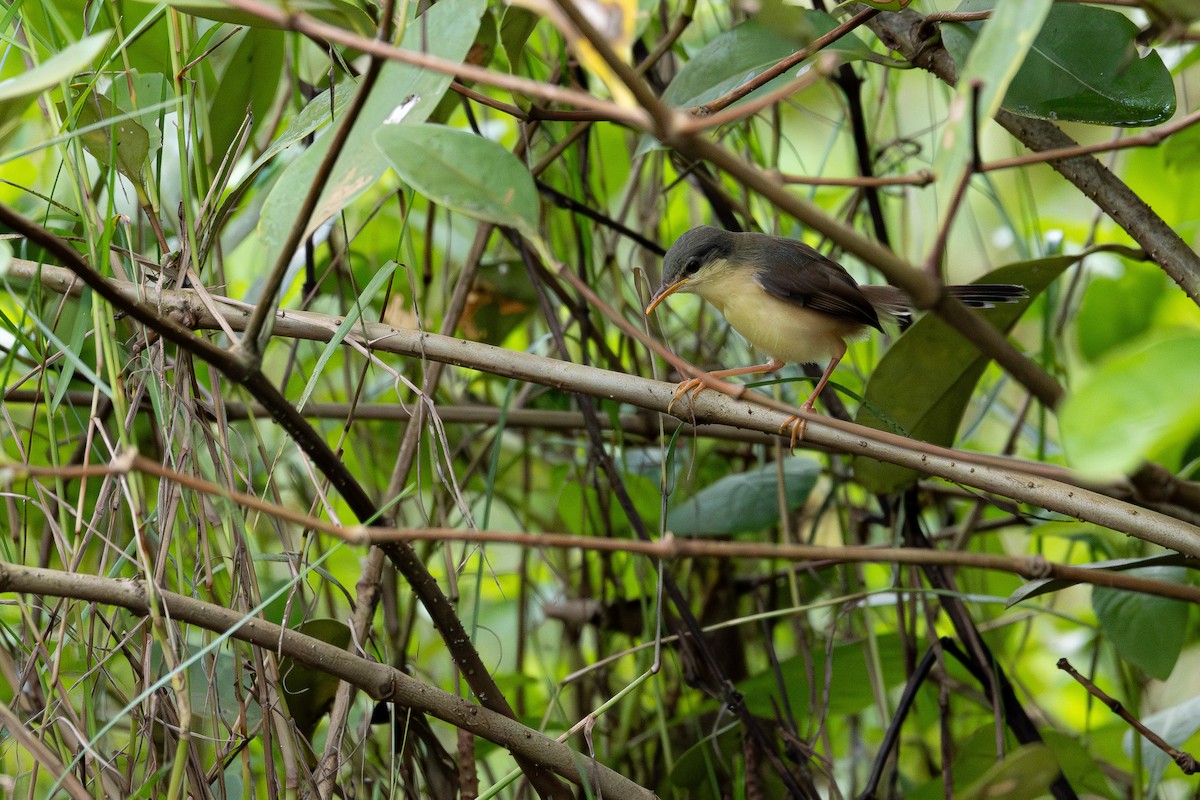 Ashy Prinia - ML642979337