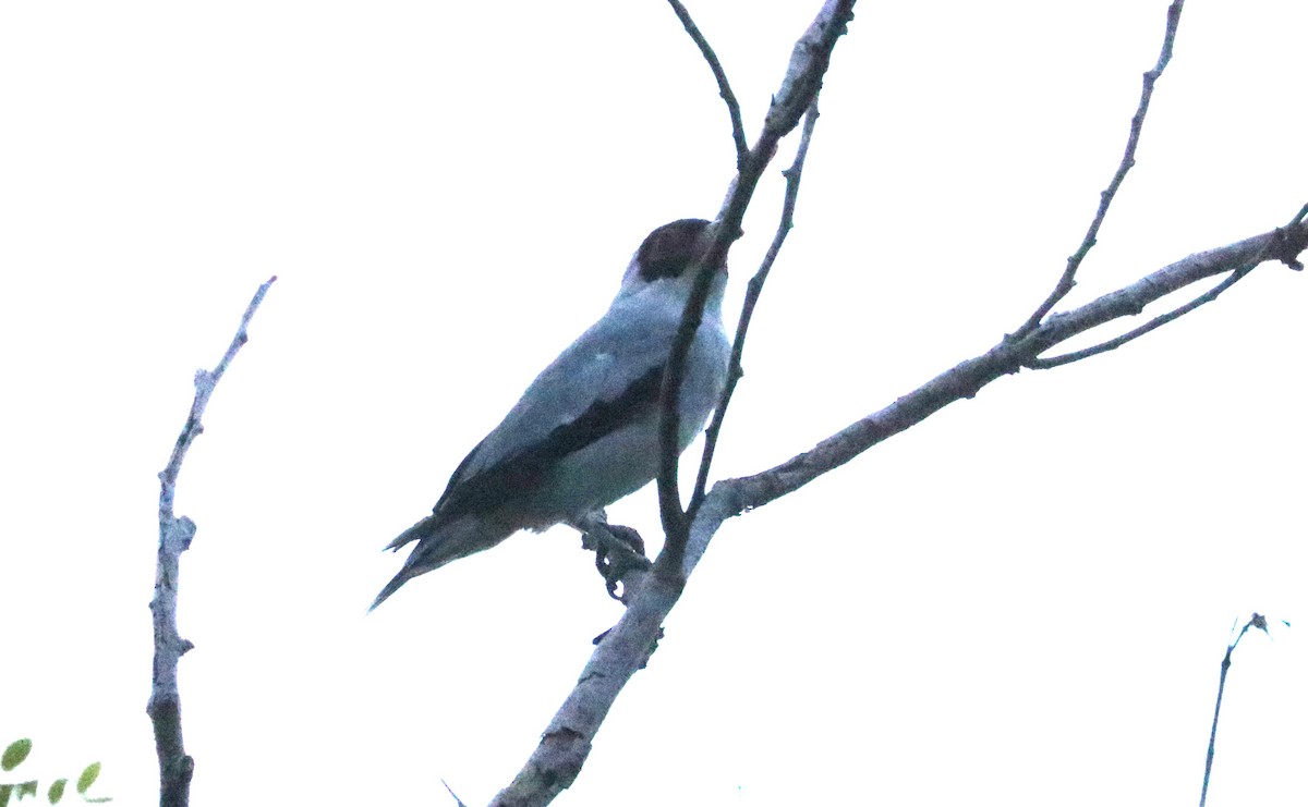 Masked Tityra - ML642979341