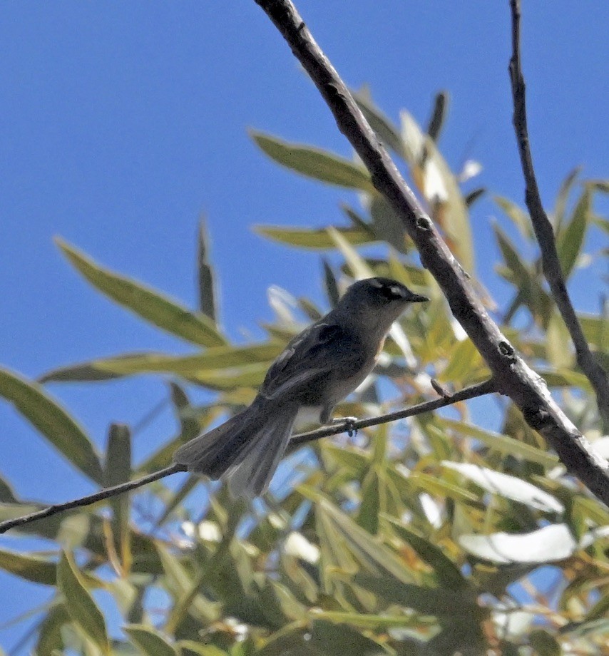 Gray-backed Tachuri - ML642979343