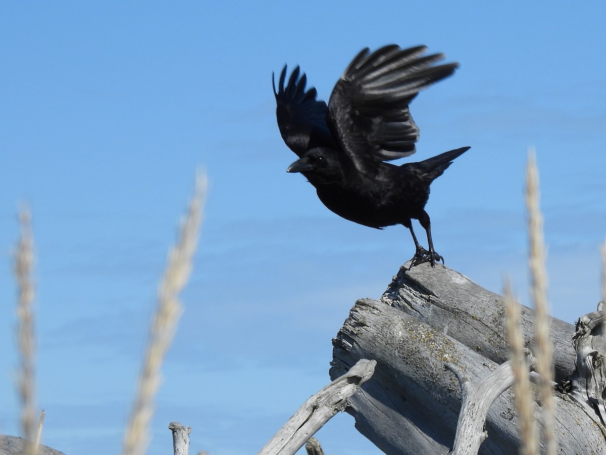 American Crow - ML642979382