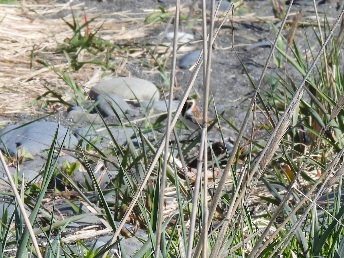 ostružka severní - ML642979400