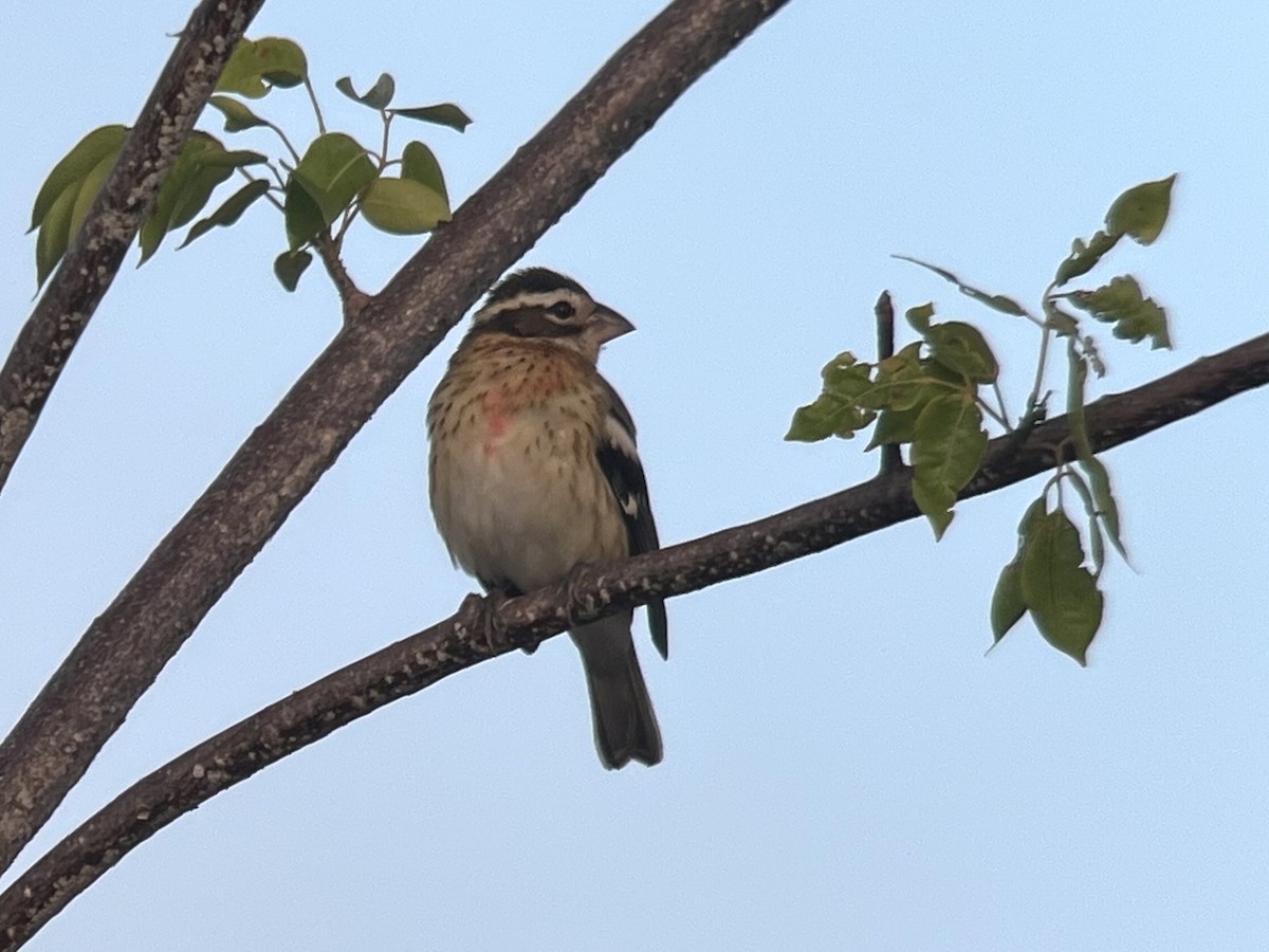 Rose-breasted Grosbeak - ML642979408