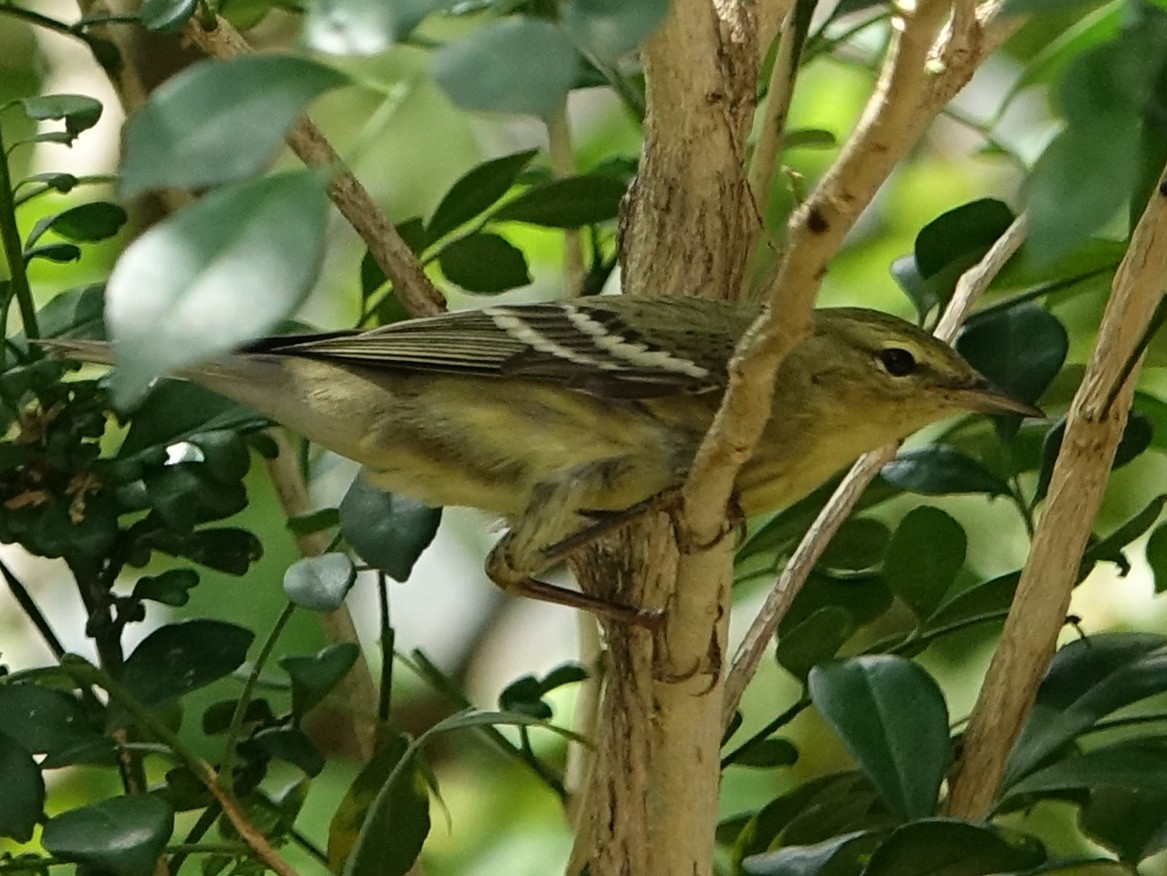 Blackpoll Warbler - ML642979412