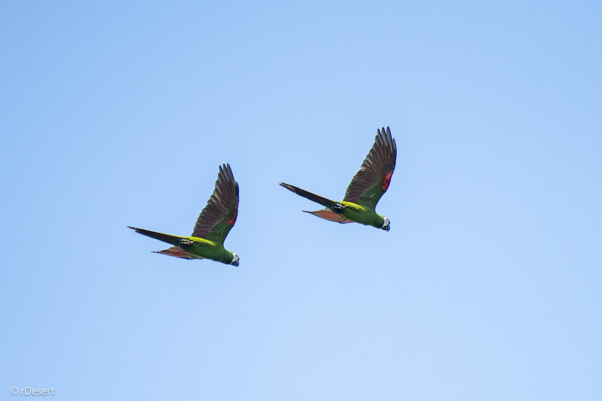 Chestnut-fronted Macaw - ML642979414