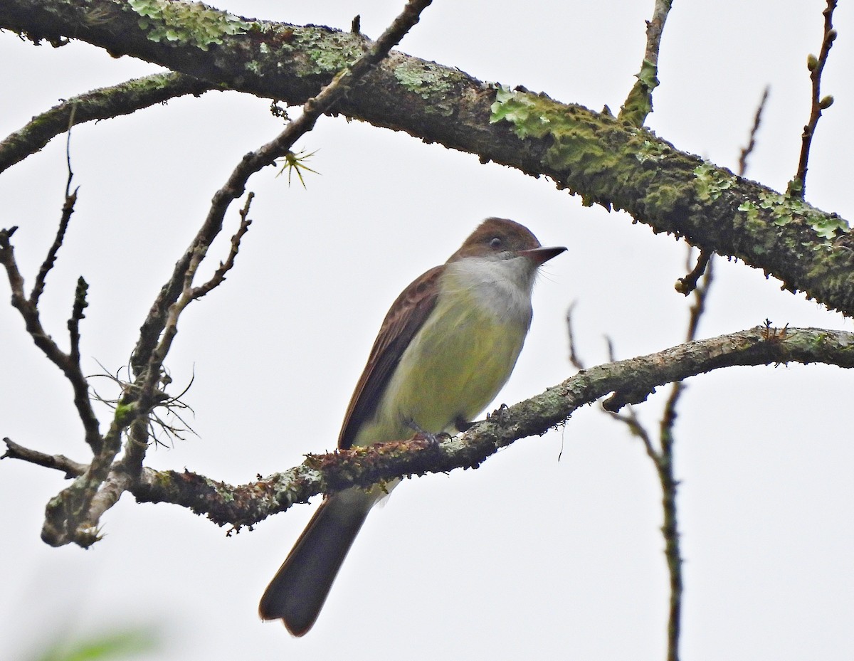 Swainson's Flycatcher - ML642979418