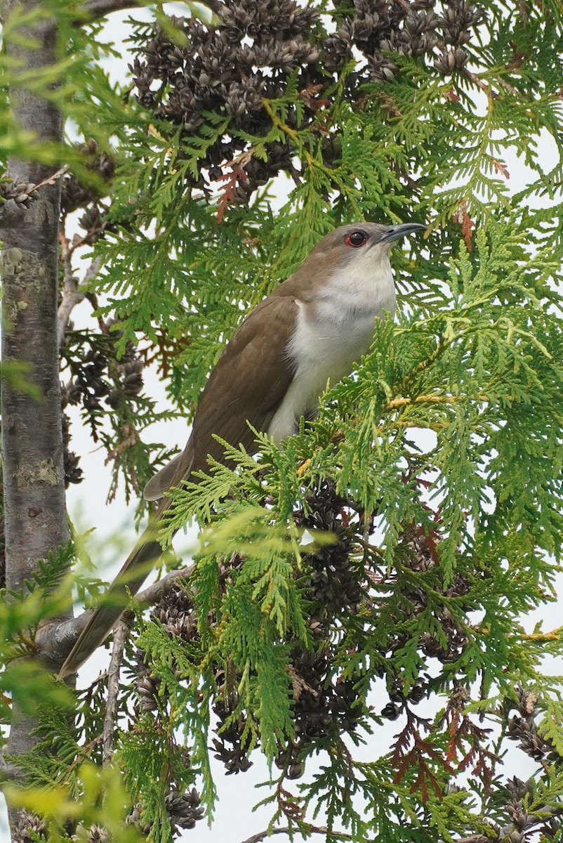 Black-billed Cuckoo - ML642979423