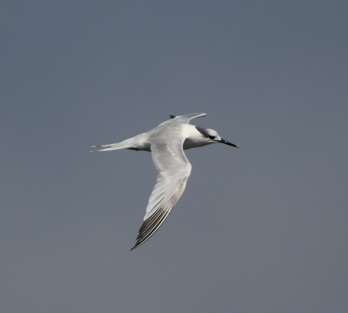 Sandwich Tern (Eurasian) - ML642979424
