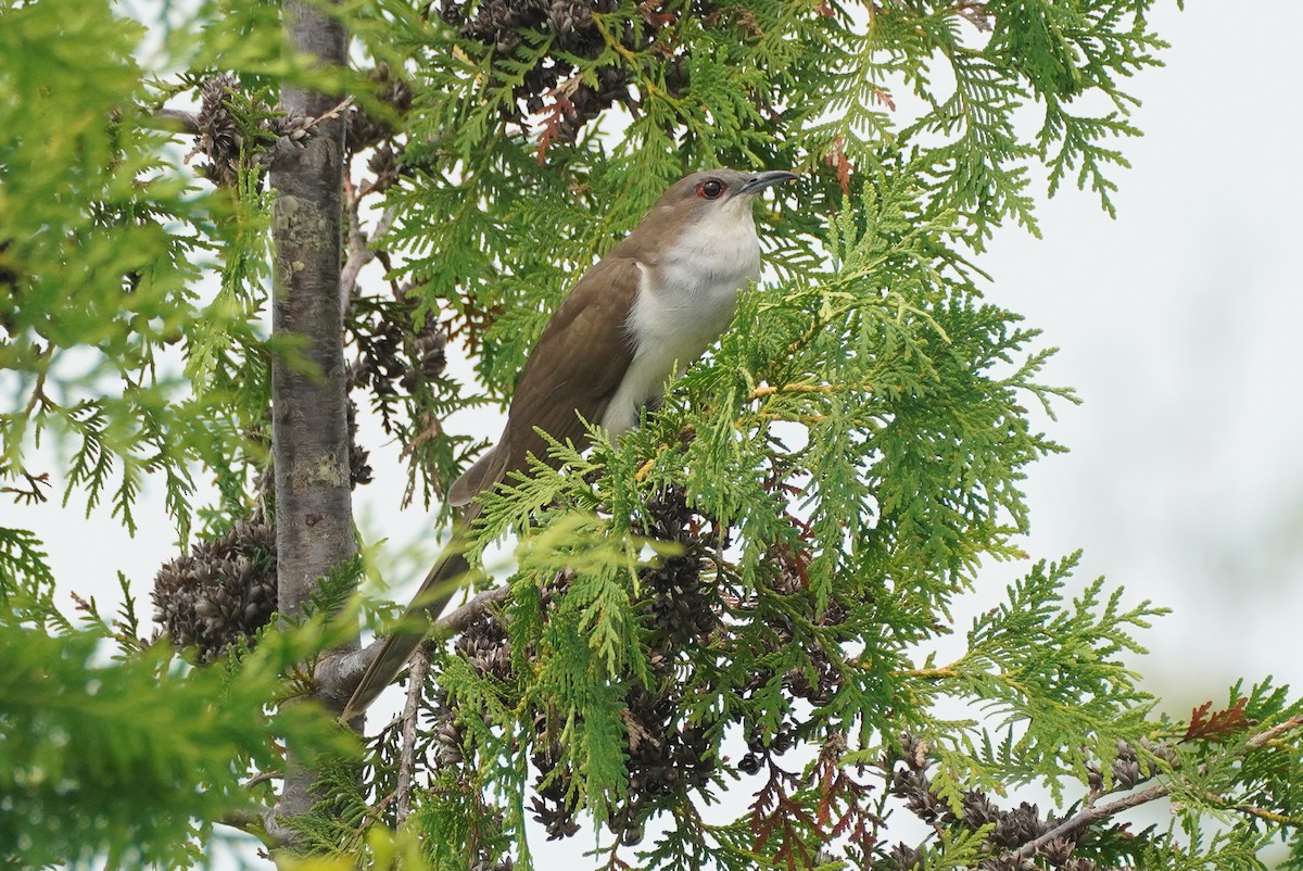 Black-billed Cuckoo - ML642979428