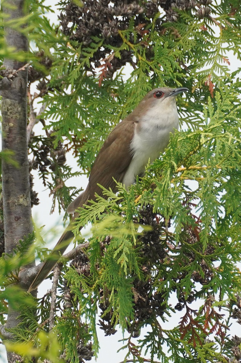 Black-billed Cuckoo - ML642979429