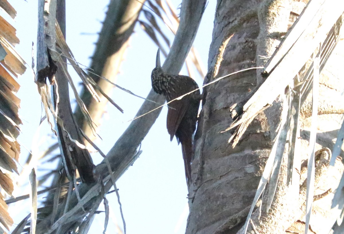 Ivory-billed Woodcreeper - ML642979437