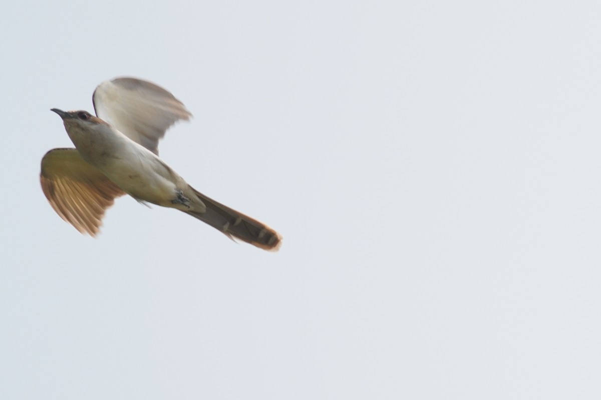 Black-billed Cuckoo - ML642979438