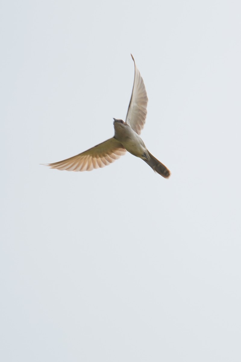 Black-billed Cuckoo - ML642979441