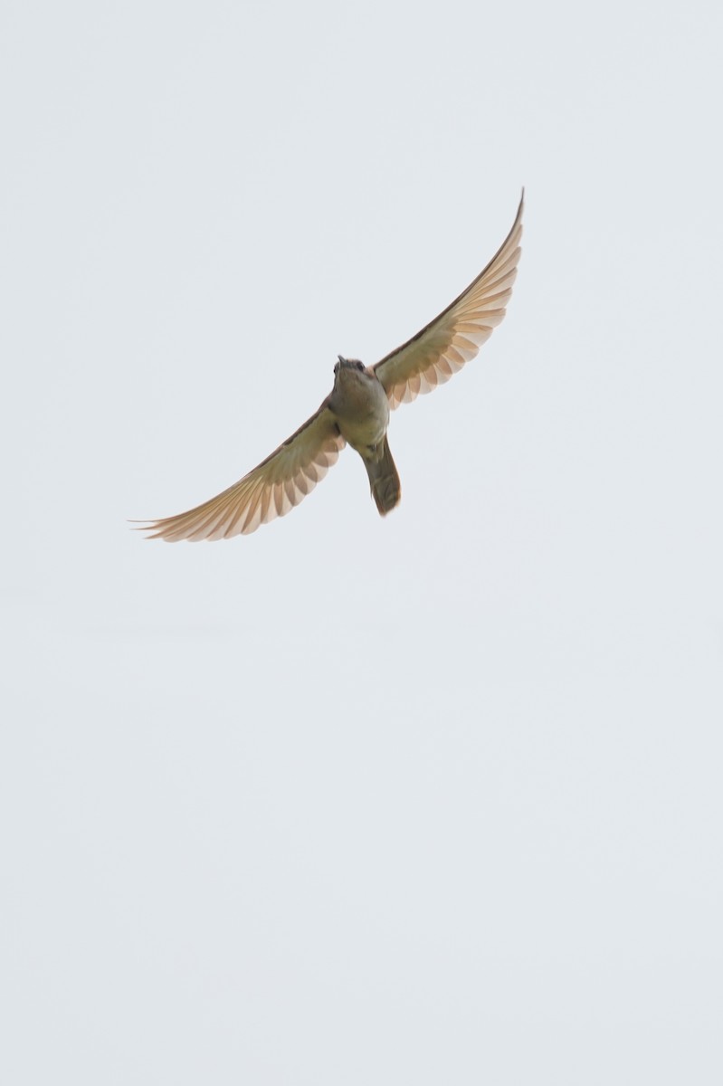Black-billed Cuckoo - ML642979442