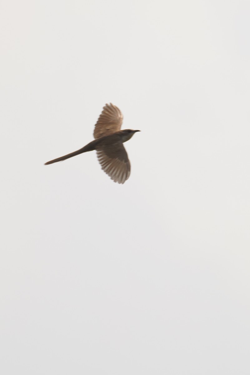 Black-billed Cuckoo - ML642979444