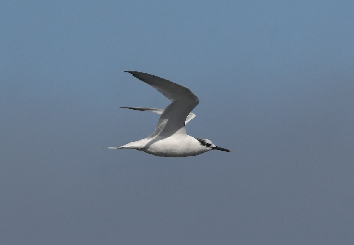 Sandwich Tern (Eurasian) - ML642979466