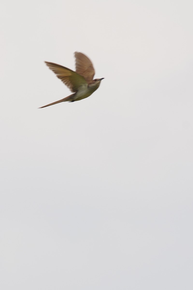 Black-billed Cuckoo - ML642979467