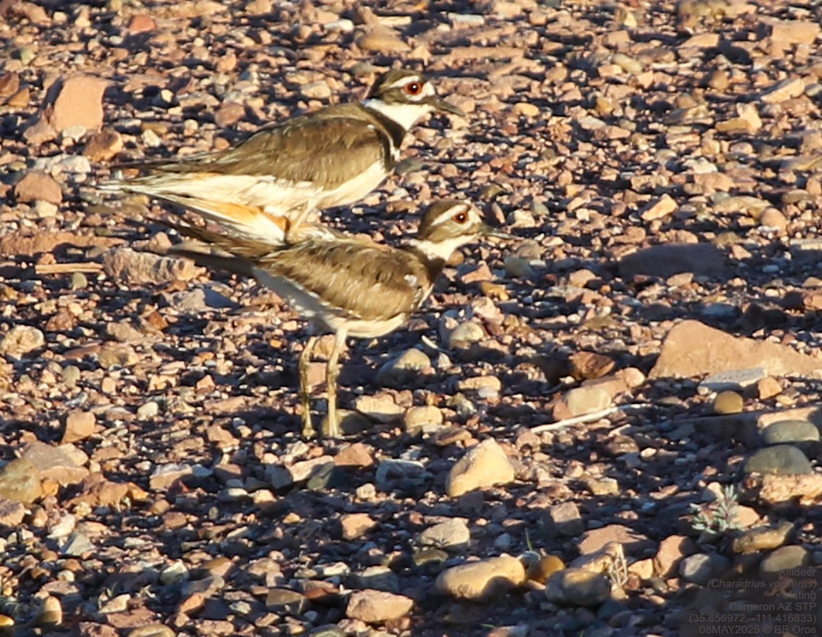 Keilschwanz-Regenpfeifer - ML642979468