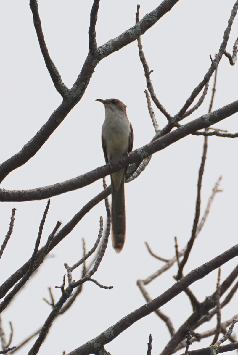 Black-billed Cuckoo - ML642979471