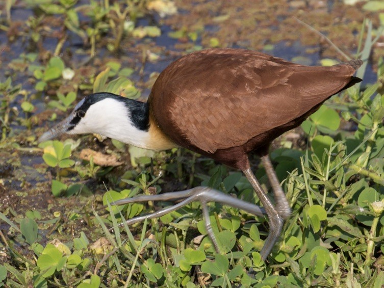 アフリカレンカク - ML642979472