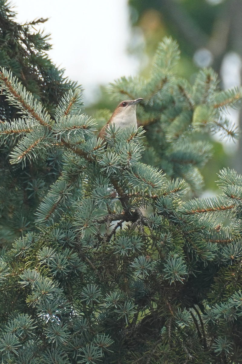 Black-billed Cuckoo - ML642979474