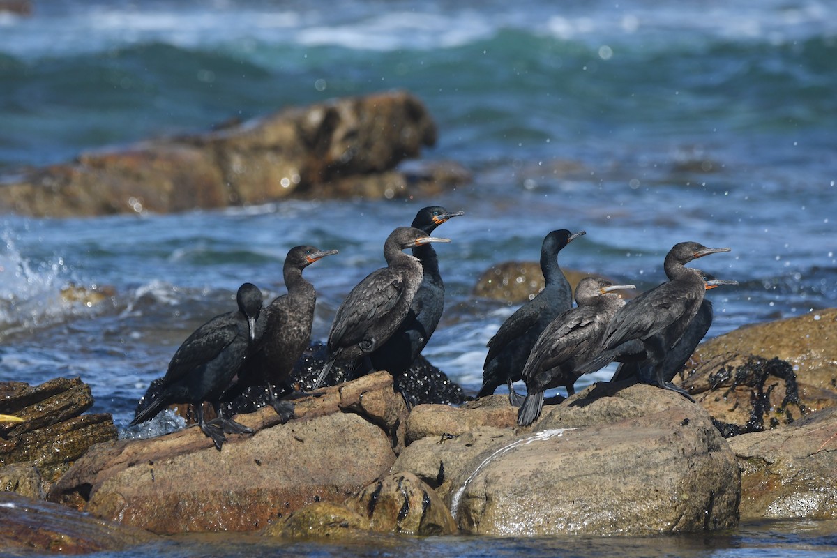 Cape Cormorant - ML642979481