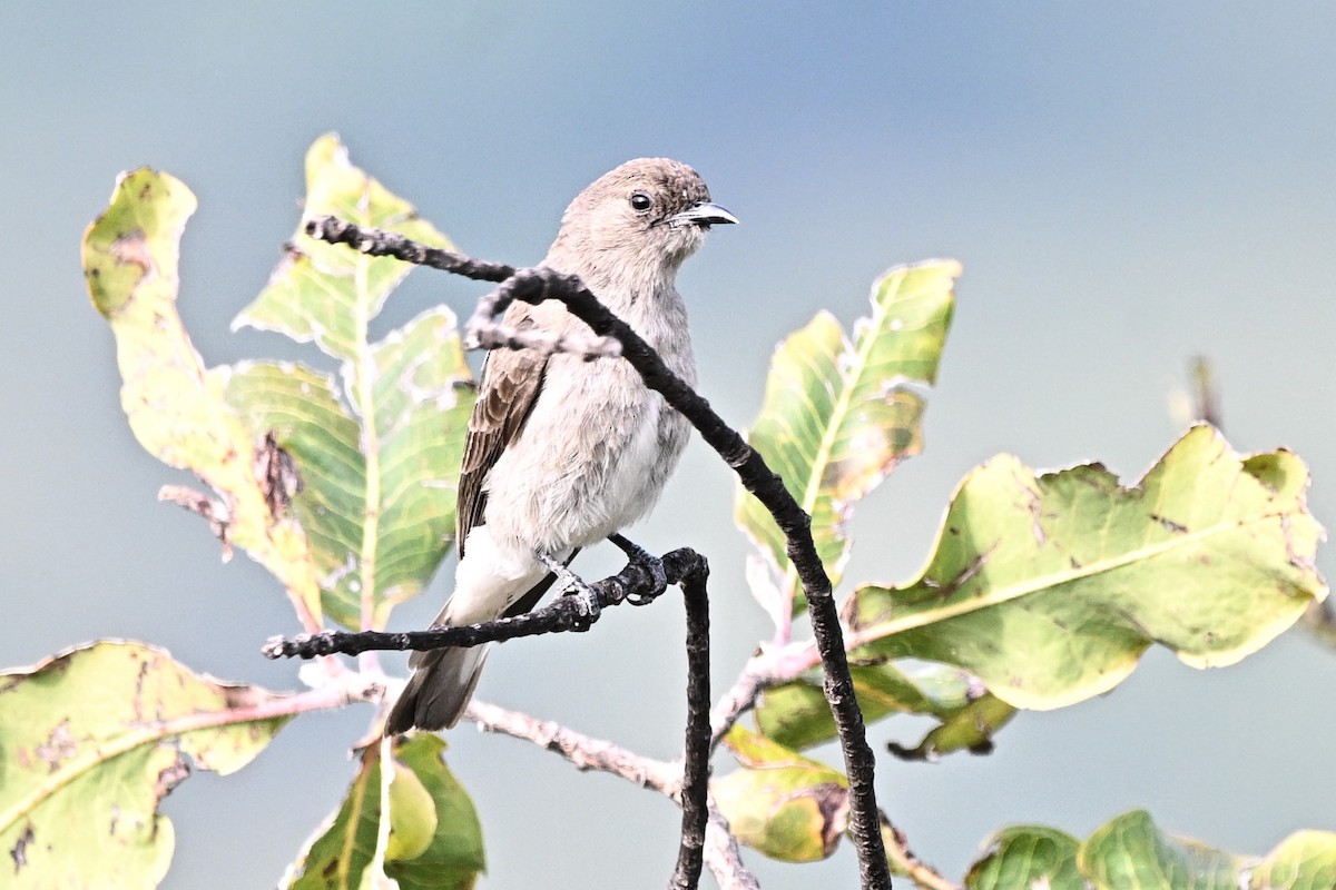 ヒメミツオシエ - ML642979483