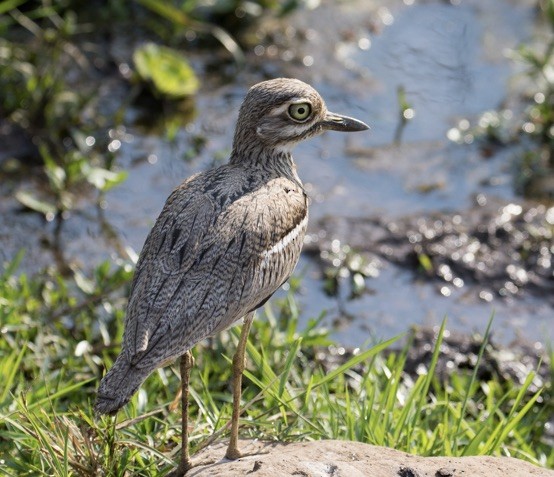 Water Thick-knee - ML642979486