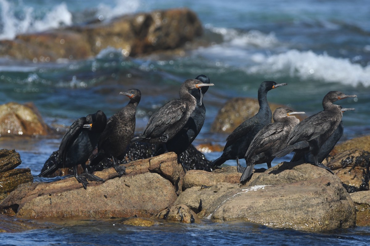 Cape Cormorant - ML642979487