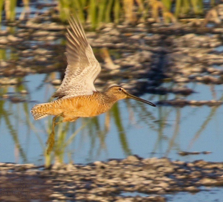 Tundraschlammläufer - ML642979492