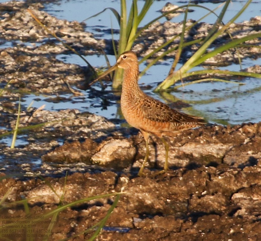 Tundraschlammläufer - ML642979493