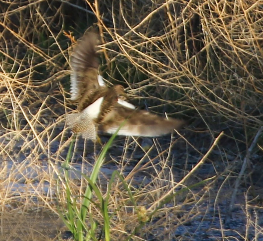 Tundraschlammläufer - ML642979494