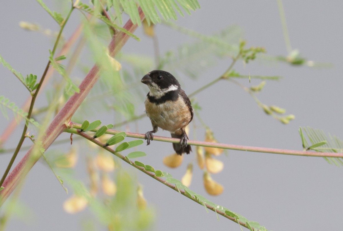 Cinnamon-rumped Seedeater - ML642979497