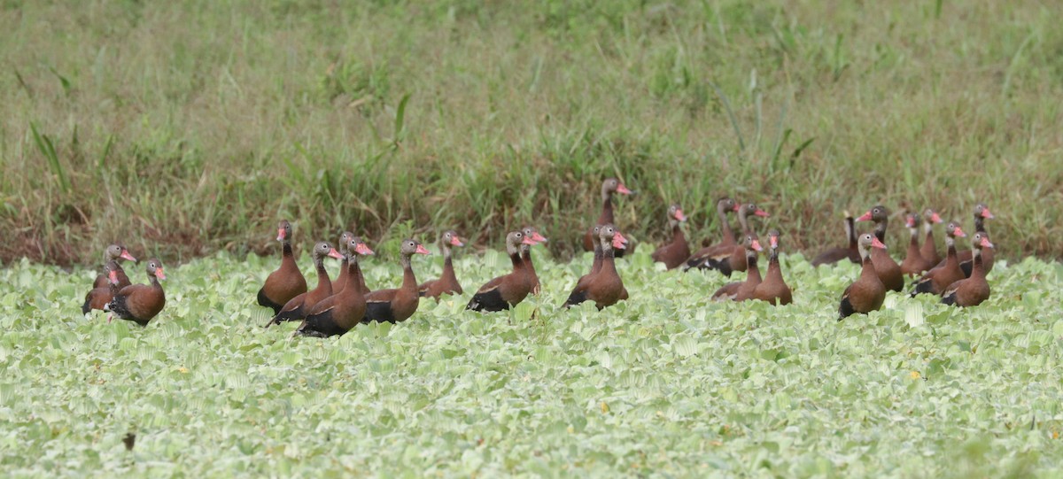 Black-bellied Whistling-Duck - ML642979500
