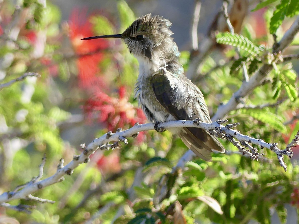 ørkenkolibri - ML642979506