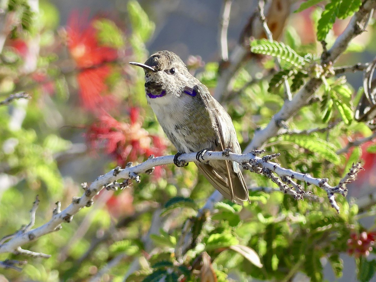 ørkenkolibri - ML642979507