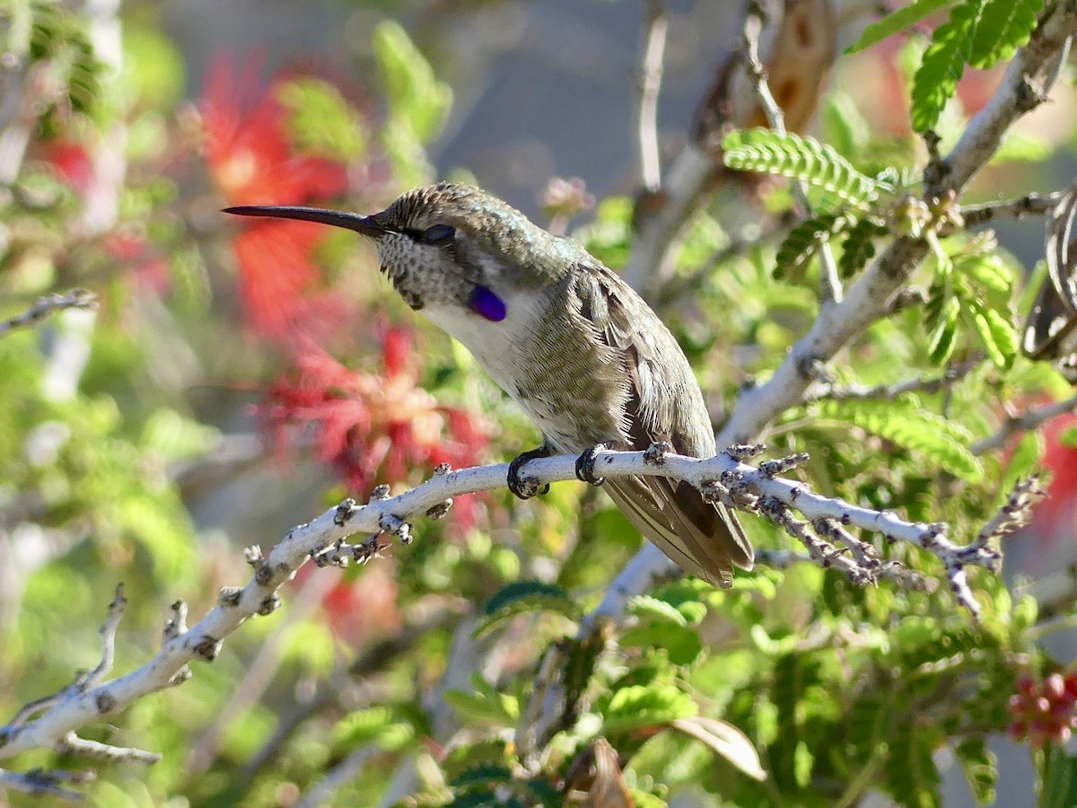 ørkenkolibri - ML642979508