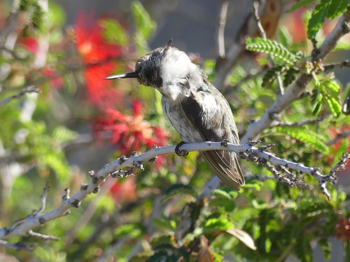 ørkenkolibri - ML642979509