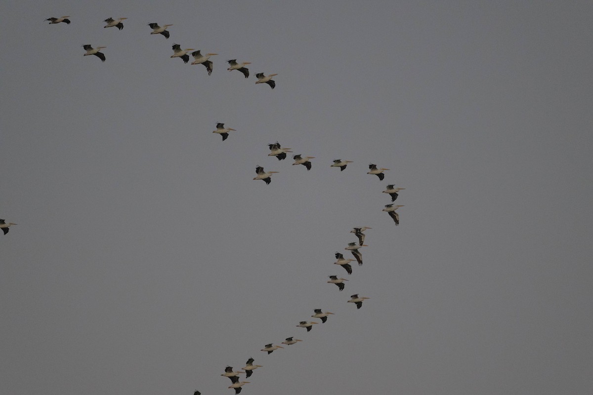 American White Pelican - ML642979514
