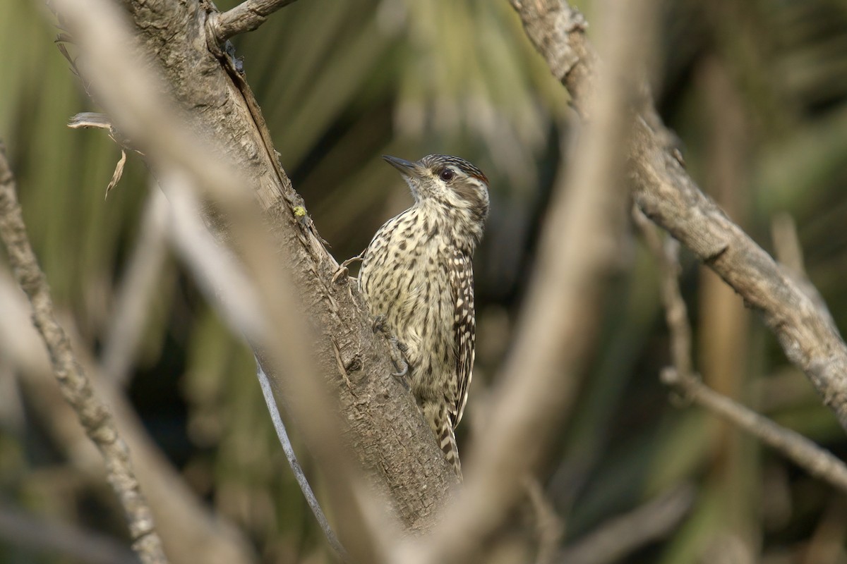 Checkered Woodpecker - ML642979520