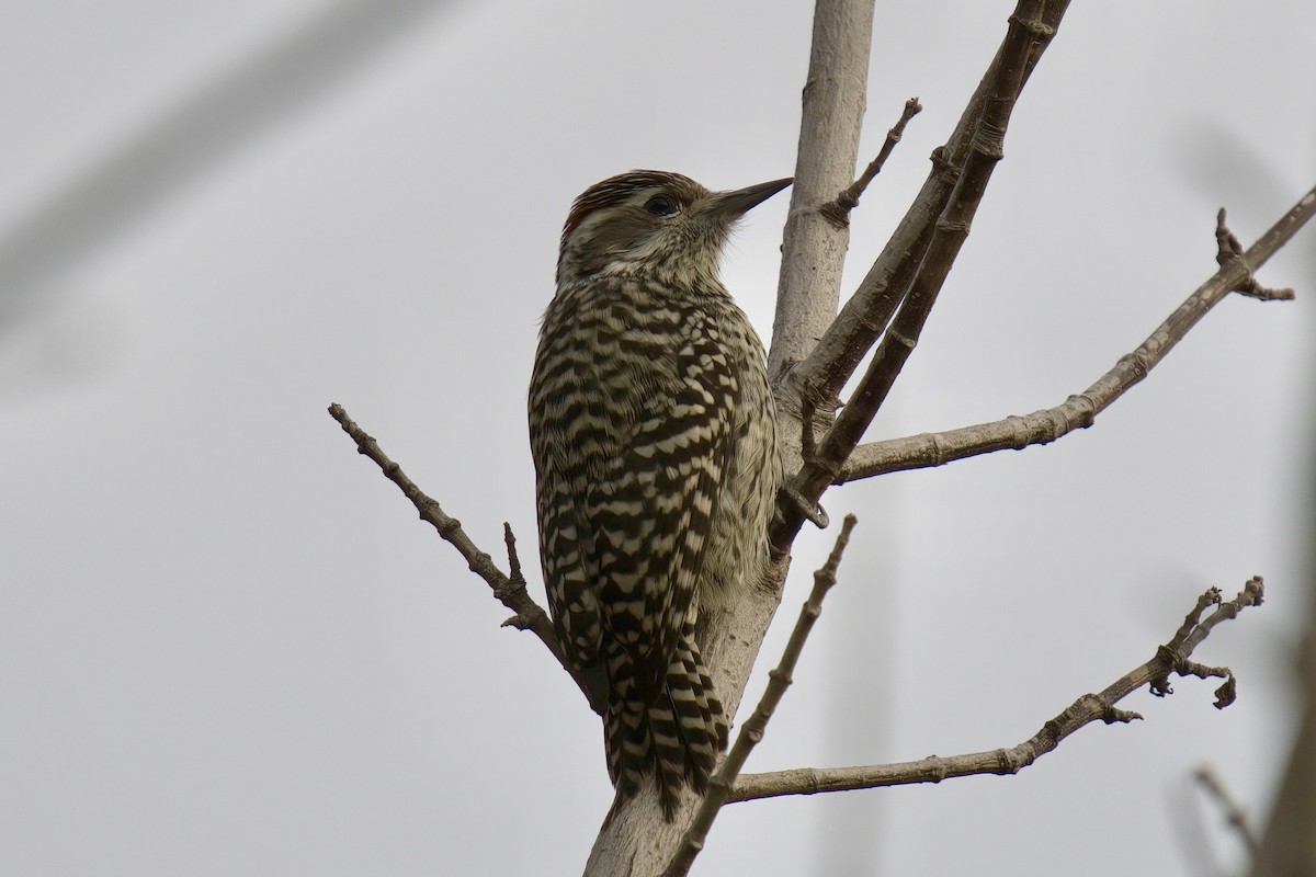Checkered Woodpecker - ML642979521