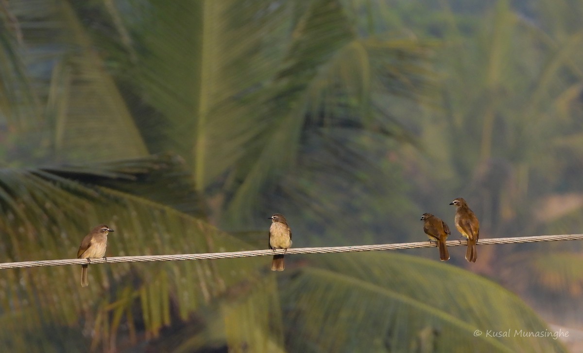 White-browed Bulbul - ML642979529