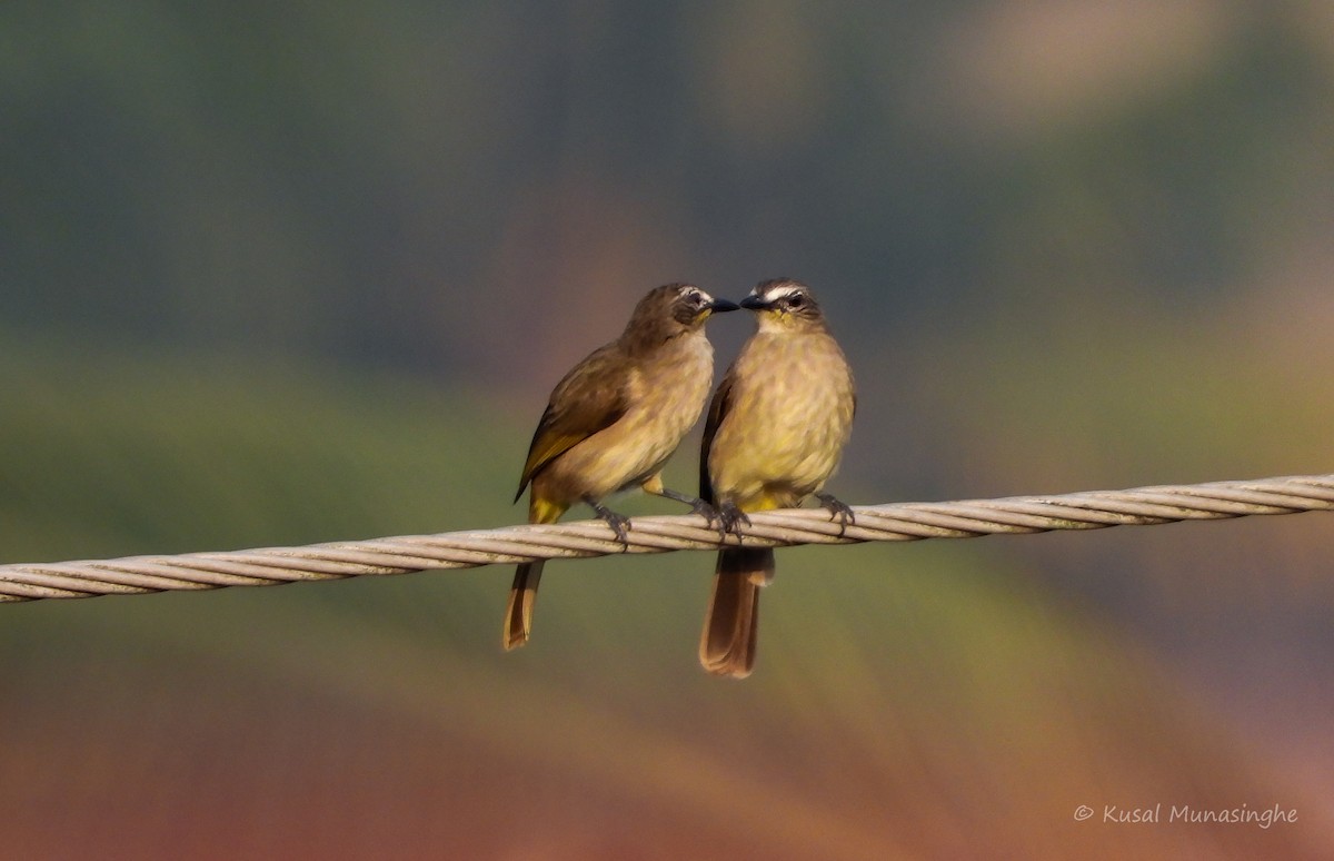 White-browed Bulbul - ML642979530