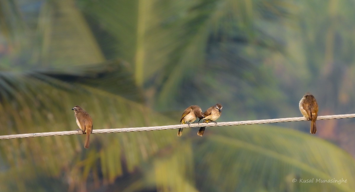 White-browed Bulbul - ML642979531