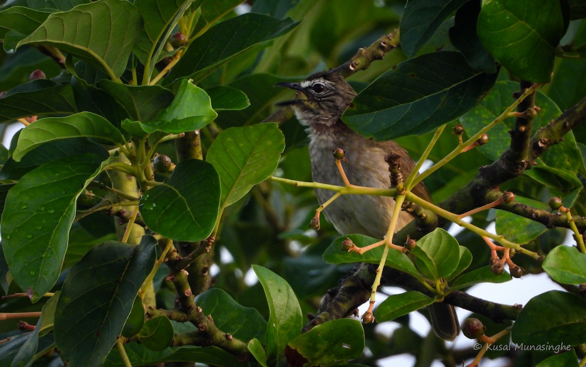White-browed Bulbul - ML642979532